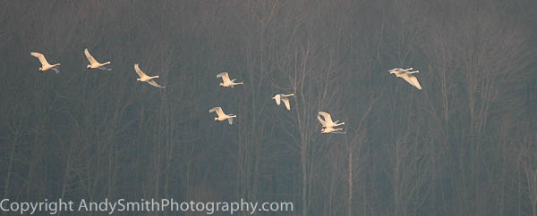 Ten Tundra Swans in Flight at Sunrise
